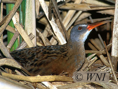 Virginia Rail (Rallus limicola) Vieillot, 1819